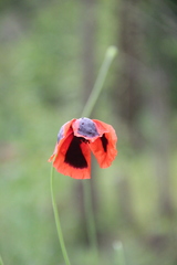 Papaver laevigatum