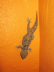 Chondrodactylus bibronii