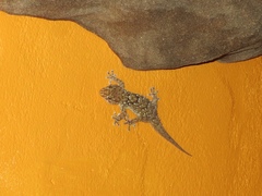 Chondrodactylus bibronii