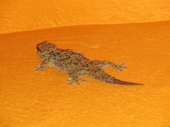 Chondrodactylus bibronii