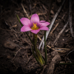 Romulea camerooniana