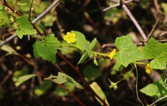 Cucumis setosus
