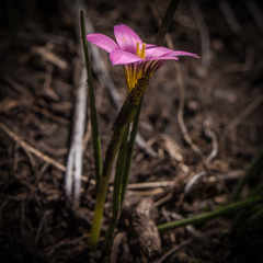 Romulea camerooniana