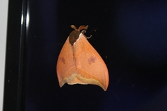 Automeris bilinea