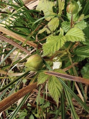 Rubus hirsutus