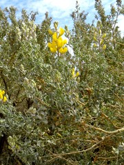Adenocarpus cincinnatus image