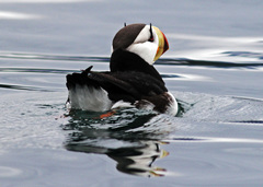 Fratercula corniculata