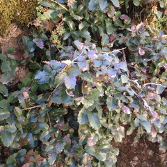 Berberis alpina
