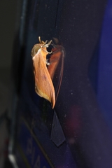 Automeris bilinea