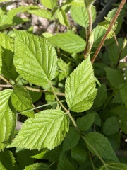 Rubus phoenicolasius
