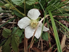 Rubus hirsutus
