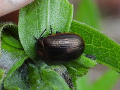 Chrysolina marginata