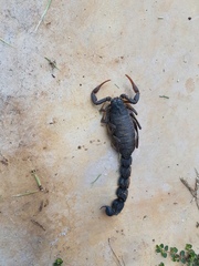 Parabuthus transvaalicus