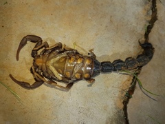 Parabuthus transvaalicus