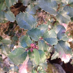 Berberis alpina