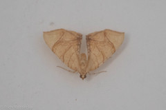 Eulithis gracilineata