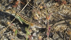 Psammodromus occidentalis