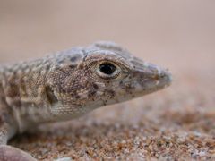 Acanthodactylus aureus