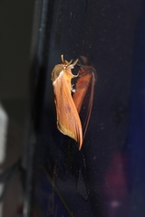 Automeris bilinea