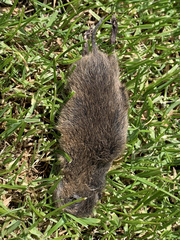 Microtus ochrogaster