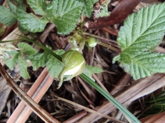 Rubus hirsutus