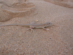 Acanthodactylus aureus