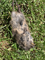 Microtus ochrogaster