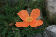 Papaver lisae
