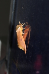 Automeris bilinea