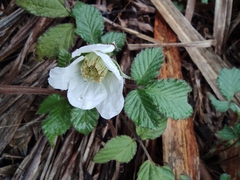 Rubus hirsutus