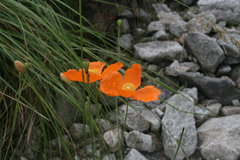 Papaver lisae