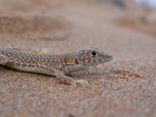 Acanthodactylus aureus