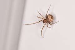 Ero flammeola