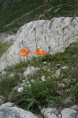 Papaver lisae