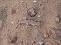 Acanthodactylus aureus