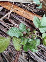 Rubus hirsutus