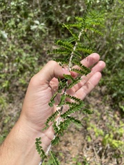 Poitea florida