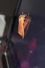 Automeris bilinea