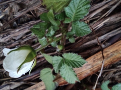 Rubus hirsutus