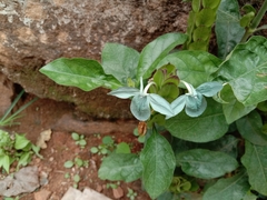 Ecbolium viride