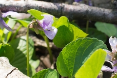 Viola uliginosa