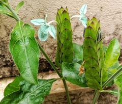 Ecbolium viride