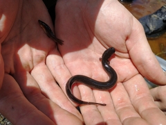 Siren lacertina