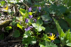 Viola uliginosa