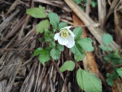 Rubus hirsutus