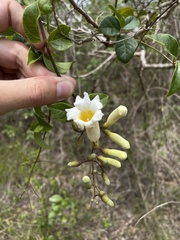 Amphilophium lactiflorum