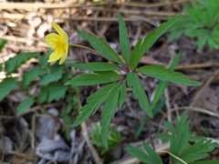 Anemonoides jenisseensis