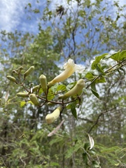 Amphilophium lactiflorum