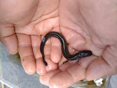 Siren lacertina