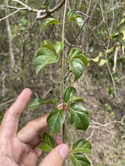 Amphilophium lactiflorum